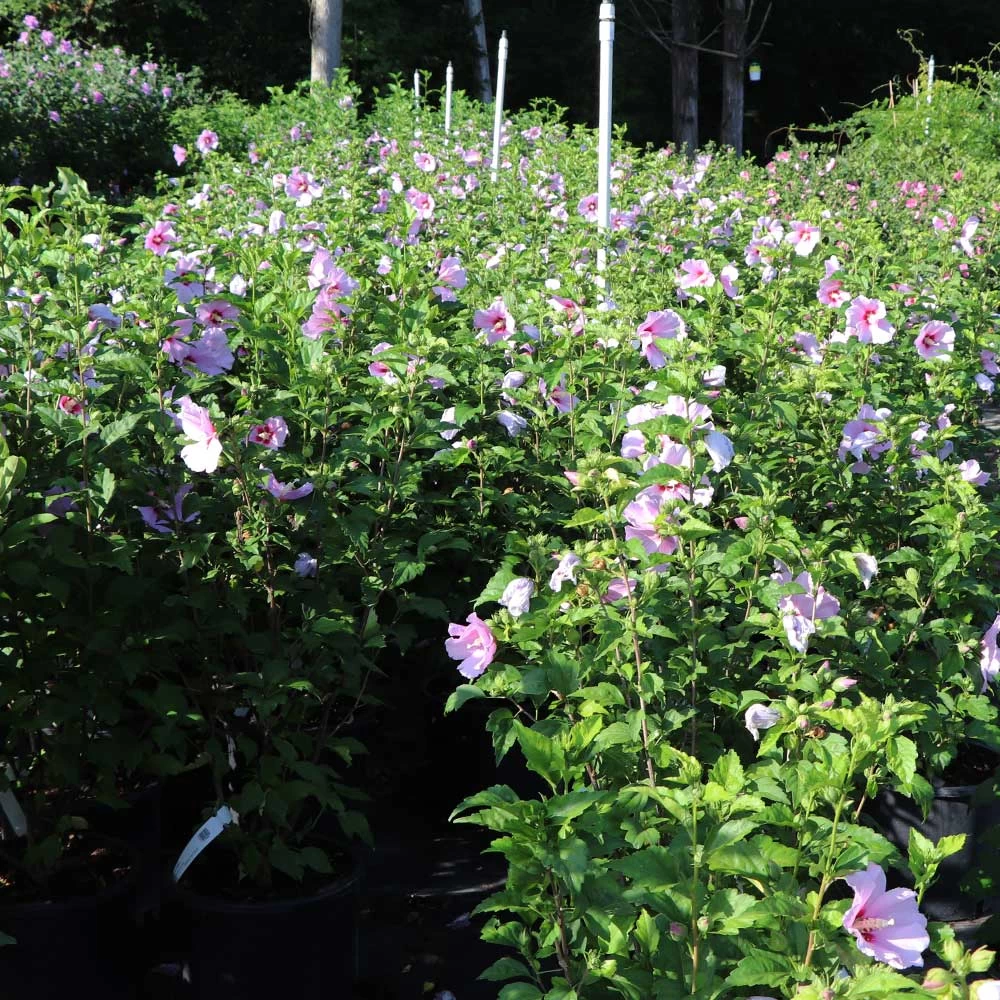 Minerva Rose Of Sharon Althea Shrub 7 Minerva Rose Of Sharon Althea Shrub - Image 5