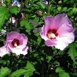 Minerva Rose Of Sharon Althea Shrub 10 Minerva Rose Of Sharon Althea Shrub -Garden-Plants Minerva Rose of Sharon 2
