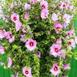 Minerva Rose Of Sharon Althea Shrub 9 Minerva Rose Of Sharon Althea Shrub -Garden-Plants Minerva Rose of Sharon 3