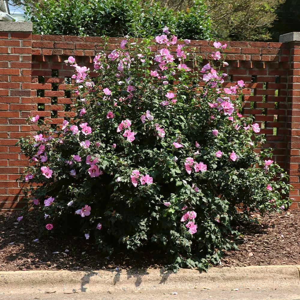 Minerva Rose Of Sharon Althea Shrub 4 Minerva Rose Of Sharon Althea Shrub - Image 2