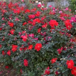 Miracle On The Hudson™ Rose -Garden-Plants Miracle on the Hudson 4 FGT