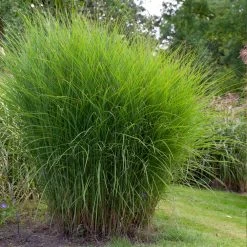 Miscanthus Gracillimus (Maiden Grass) -Garden-Plants Miscanthus Gracillimus Maiden Grass 1