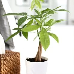 Money Tree In White Pot -Garden-Plants Money Tree Green Circle LIV Pottery Pot 2