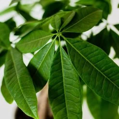 Money Tree In White Pot -Garden-Plants Money Tree Green Circle LIV Pottery Pot 3