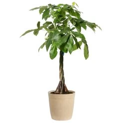Money Tree -Garden-Plants Money Tree Delilah Pot Tan
