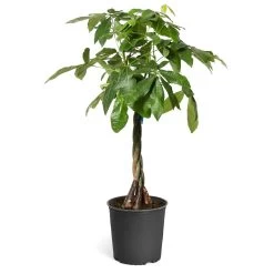 Money Tree -Garden-Plants Money Tree Standard Pot