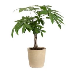 Money Tree -Garden-Plants Money Tree beige delilah Pot 3G