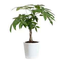 Money Tree -Garden-Plants Money Tree white delilah Pot 3G