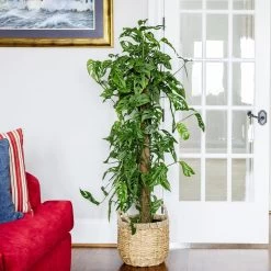 Monstera Adansonii -Garden-Plants Monstera Adonsonii Totem 4