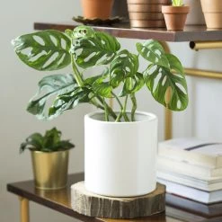 Monstera Adansonii -Garden-Plants Monstera adansonii 1