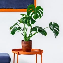 Monstera Deliciosa And Fiddle Leaf Fig Combo -Garden-Plants Monstera delisiosa 1 BB