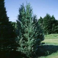 Moonglow Juniper -Garden-Plants Moonglow Juniper 1 BB