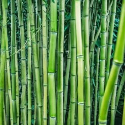 Multiplex Bamboo -Garden-Plants Multi plex bamboo 3