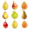 4-in-1 Pear Tree -Garden-Plants Multifruit Pear 600x600 effb9abc 71f5 4109 90d7 c95a99fb3650
