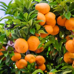 Murcott Honey Mandarin Tree -Garden-Plants Murcott Honey Mandarin Tree 450 D1