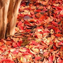 Muskogee Crape Myrtle Tree -Garden-Plants Muskogee Crape Myrtle 6