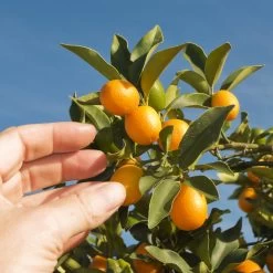 Nagami Kumquat Tree -Garden-Plants Nagami Kumquat 1 FGT 53154ba8 d115 4c13 bdd7 2e152c12e263
