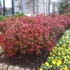Fire Power Nandina Shrub -Garden-Plants Nandina Firepower FGT 600x600 1cb8a9da 1064 4337 8dde 369891757fd3