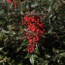 Heavenly Bamboo Nandina Shrub -Garden-Plants Nandina Heavenly Bamboo 3