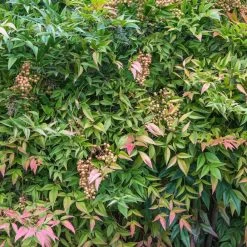 Heavenly Bamboo Nandina Shrub -Garden-Plants Nandina Heavenly Bamboo 4