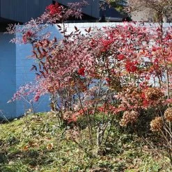 Heavenly Bamboo Nandina Shrub -Garden-Plants Nandina Heavenly Bamboo 6