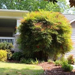 Heavenly Bamboo Nandina Shrub -Garden-Plants Nandina Heavenly Bamboo 7