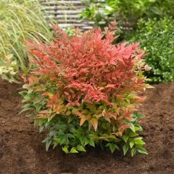 Obsession™ Nandina Shrub -Garden-Plants Nandina Obsession 2
