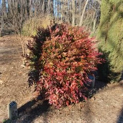 Obsession™ Nandina Shrub -Garden-Plants Nandina Obsession 3