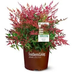 Obsession™ Nandina Shrub -Garden-Plants Nandina Obsession 4