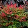 Obsession™ Nandina Shrub 1 Obsession™ Nandina Shrub -Garden-Plants Nandina Obsession 600x600 c45e77d2 7610 49fc ba9e 49d5ba4811ac