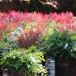 Obsession™ Nandina Shrub -Garden-Plants Nandina Obsession 7 FGT