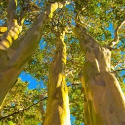 Natchez Crape Myrtle Tree -Garden-Plants Natchez Crape Myrtle