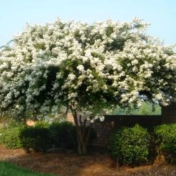 Natchez Crape Myrtle Tree -Garden-Plants Natchez Crape Myrtle 1 FGT