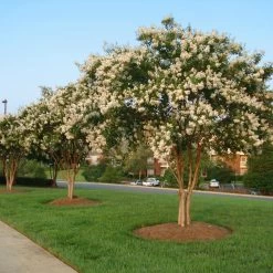 Natchez Crape Myrtle Tree -Garden-Plants Natchez Crape Myrtle 8 FGT