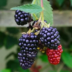 Navaho Blackberry 9 Navaho Blackberry -Garden-Plants Navaho Blackberry 5