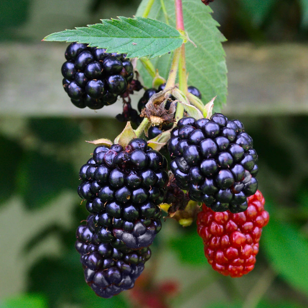 Navaho Blackberry 5 Navaho Blackberry - Image 3