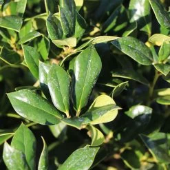 Needlepoint Holly -Garden-Plants Needlepoint Holly 4