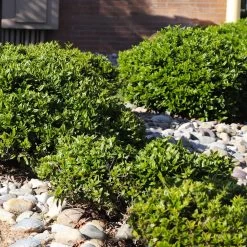 Needlepoint Holly -Garden-Plants Needlepoint Holly 5