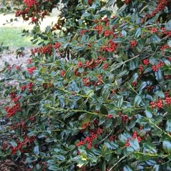 Nellie Stevens Holly -Garden-Plants Nellie Stevens Holly 1 FGT
