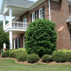 Nellie Stevens Holly -Garden-Plants Nellie Stevens Holly 4 FGT