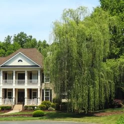 Niobe Golden Weeping Willow -Garden-Plants Niobe weeping willow 3