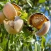 Nonpareil Almond Tree -Garden-Plants Nonpareil Almonds FGT 600x600 641a2247 55f9 4ec0 8582 2c6c6be223c4