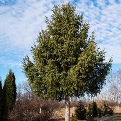 Norway Spruce Tree -Garden-Plants Norway Spruce 2 FGT
