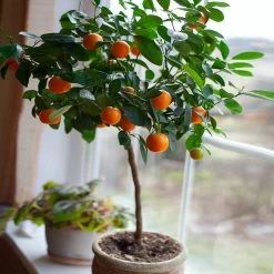 Nules Clementine Tree - USDA Organic 8 Nules Clementine Tree - USDA Organic -Garden-Plants Nules Clementine 2 FGT
