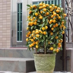 Nules Clementine Bush -Garden-Plants Nules Clementine bush 2