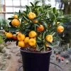 Nules Clementine Bush -Garden-Plants Nules Clementine bush 600x600 9069d3d3 0a54 4b6e baab 769fd4a1c8f4