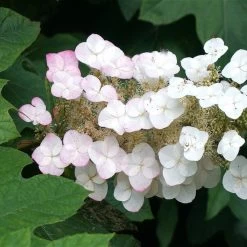 Oakleaf Hydrangea Shrub -Garden-Plants OAKLEAF FGT THUMB a396bc6d 9d3c 49ac 82c6 f1db3d28bb3d