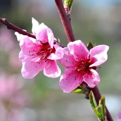 Indian Free White Peach Tree 11 Indian Free White Peach Tree -Garden-Plants OHenry Peach 1 a8c9af02 394c 42ec 8c32 10aa2bbdcc4b