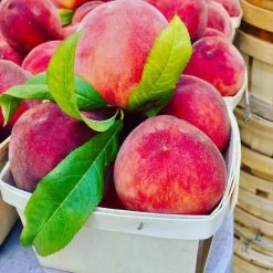 O'Henry Peach Tree -Garden-Plants OHenry Peach 3