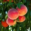 O'Henry Peach Tree -Garden-Plants OHenry Peach FGT 600x600 3015dfaa 040e 4d98 a3bb e5116b69dcc7